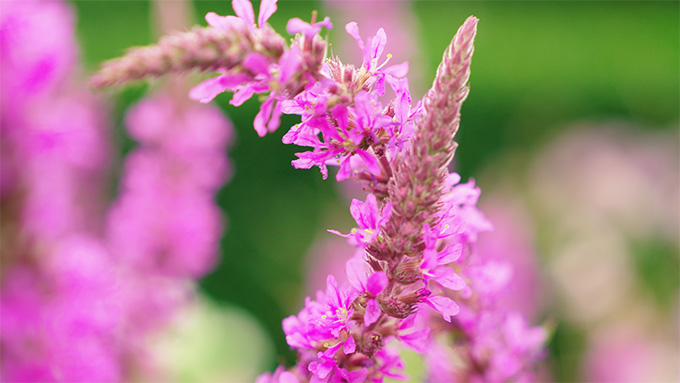 Dank einer richtigen Standortwahl können Blumen auch im Vorgarten pink blühen