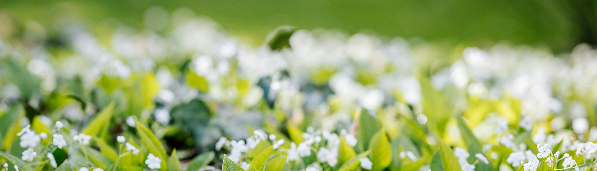 Bodendecker – die stillen Stars im Garten