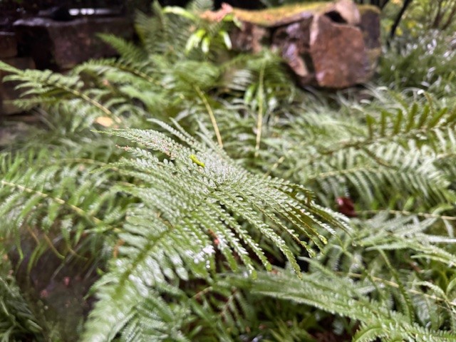 Verwüstung im Garten nach Starkregen