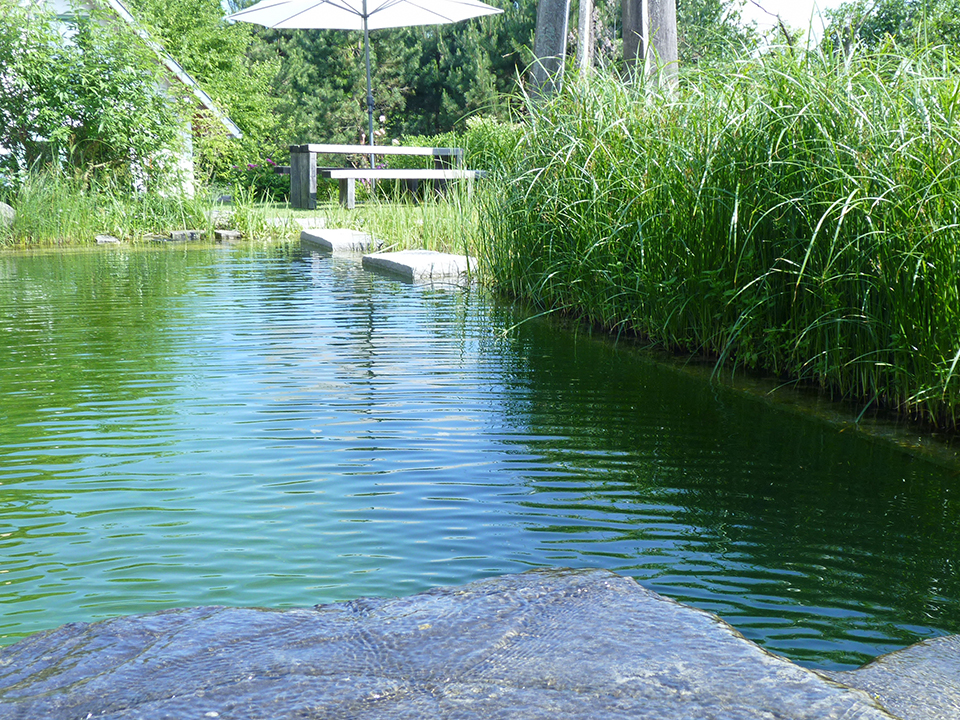 Schwimmteich mit Gräsern und Steinen