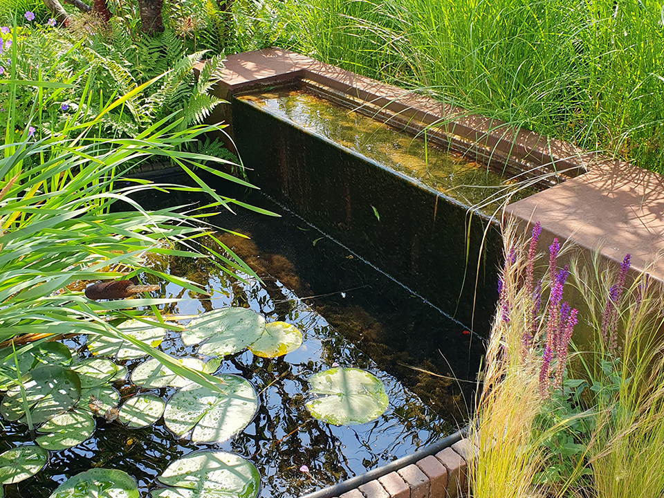 Gartenteich mit grünen Gräser