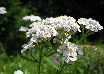 Trockenresistente Pflanze im Herbst/ Bernd W. Deigner-Grünberg