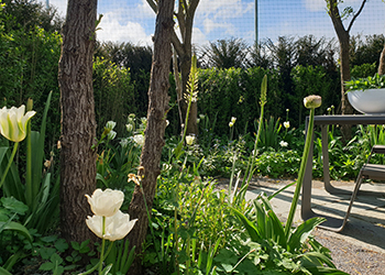 Gräser und Stauden im Klimagarten