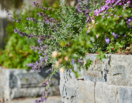 Steinmauer und Stauden auf der Mauer