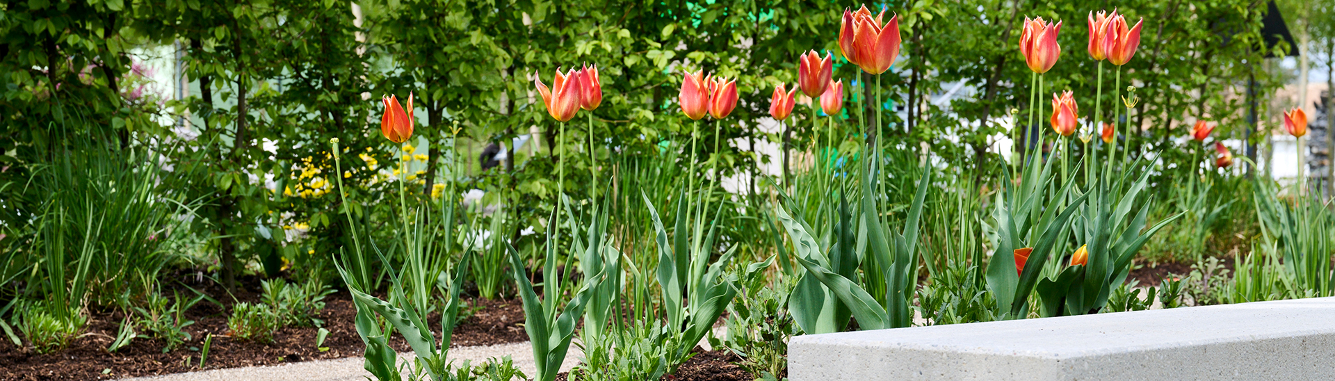 Tulpen im Garten der Sinne 