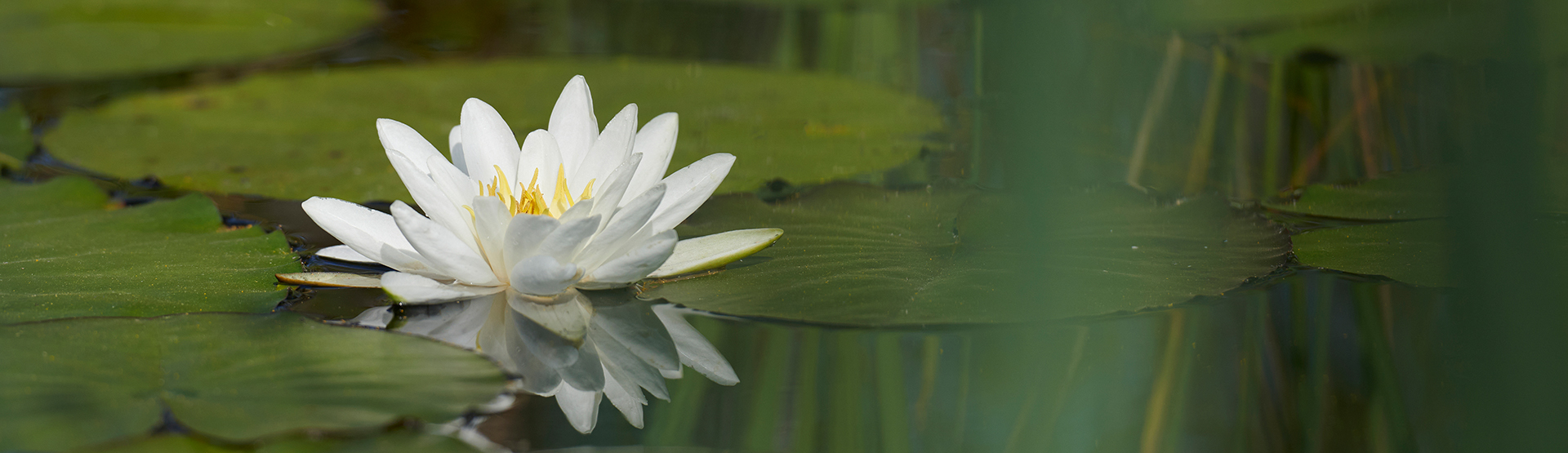 Seerose im Teich