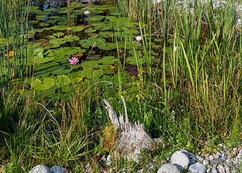 Gartenteich mit Wasserpflanzen