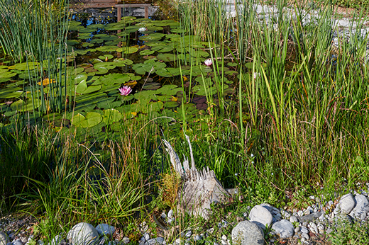 Naturgarten Ort des Lebens Schaugarten mit Teich auf der LaGa 2024 in Kirchheim