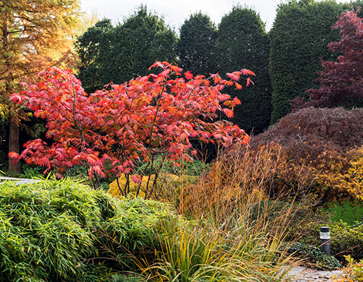 Garten mit Sträucher und Pflanzen mit Herbstfärbung