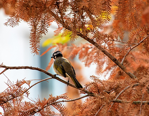 Vogel auf Ast