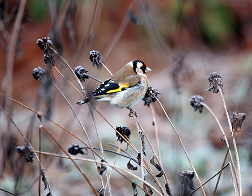 Vogel auf Ast